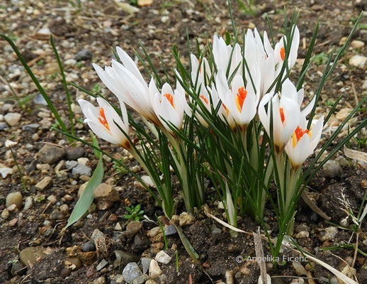 Crocus fleischeri - Taurus Krokus   © Mag. Angelika Ficenc