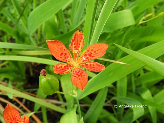 Belamcanda chinensis © Mag. Angelika Ficenc