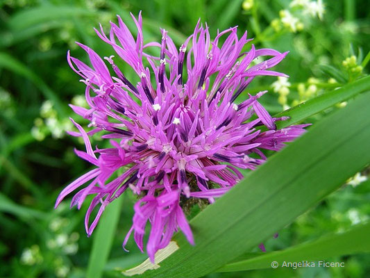 Centaurea scabiosa - Skabiosen Flockenblume  © Mag. Angelika Ficenc