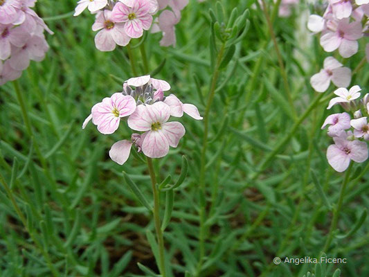 Aethionema grandiflora   © Mag. Angelika Ficenc