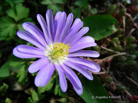 Anemone blanda - Frühlingsanemone  © Mag. Angelika Ficenc