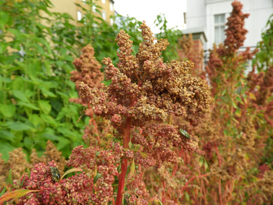 Chenopodium quinoa  © Mag. Angelika Ficenc