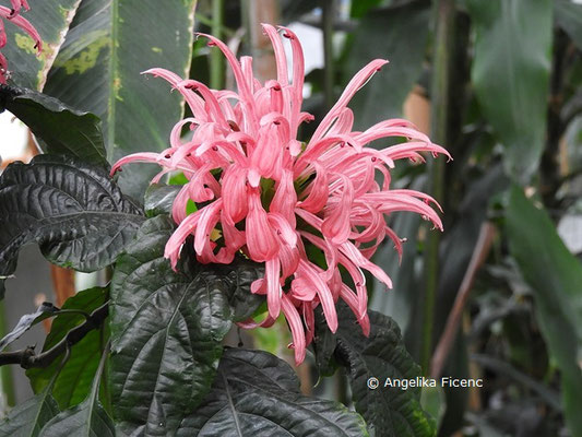 Justicia carnea © Mag. Angelika Ficenc