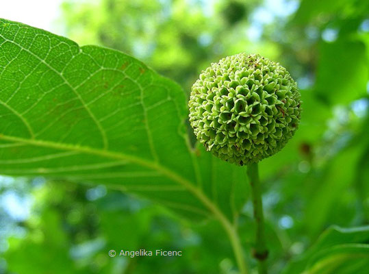 Cephalanthus occidentalis - Button Busch  © Mag. Angelika Ficenc