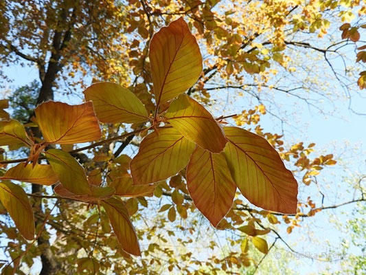 Fagus sylvatica var. atropunicea - Rotbuche  © Mag. Angelika Ficenc