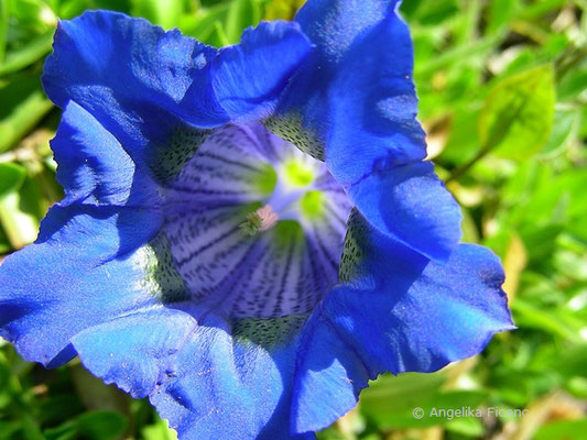 Gentiana acaulis  © Mag. Angelika Ficenc