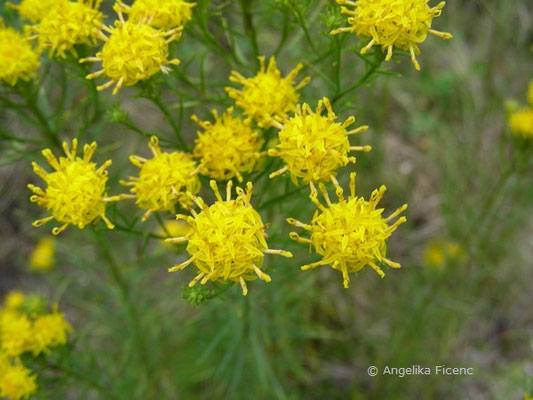 Galatella linosyris - Goldschopfaster  © Mag. Angelika Ficenc