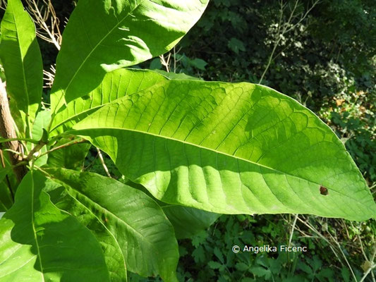 Magnolia tripetala   © Mag. Angelika Ficenc