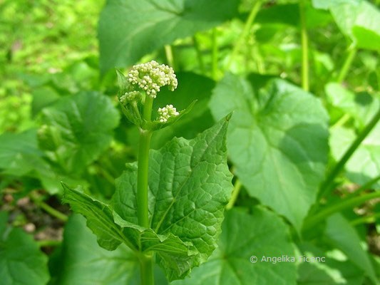 Valeriana allerifolia, Knospen   © Mag. Angelika Ficenc