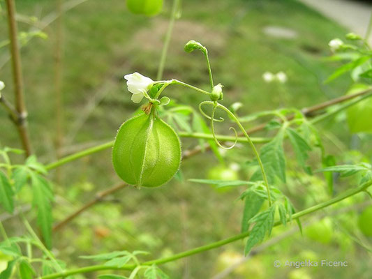 Cardiospermum halicacabum - Ballonrebe,   © Mag. Angelika Ficenc