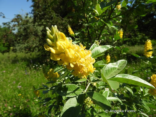 Argyrocytisus battandieri - Silberginsterr  © Mag. Angelika Ficenc