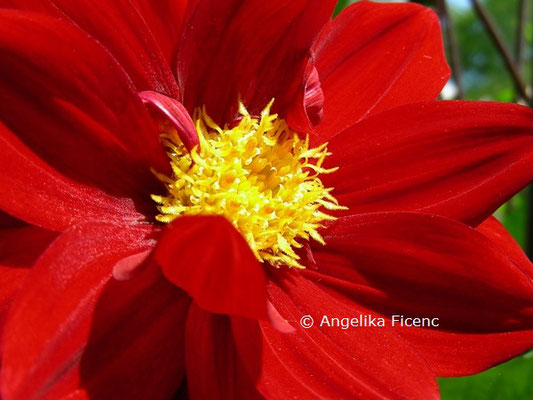 Dahlia "Marlise Accola"   © Mag. Angelika Ficenc