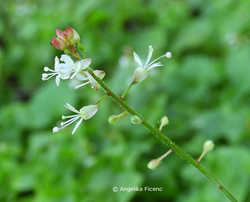 Circaea alpina  © Mag. Angelika Ficenc