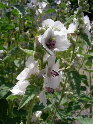 Althea officinalis - Eibisch  © Mag. Angelika Ficenc