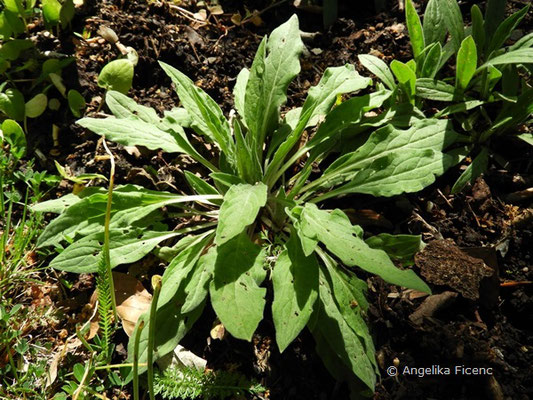 Mertensia primuloides - Blauglöckchen,   © Mag. Angelika Ficenc