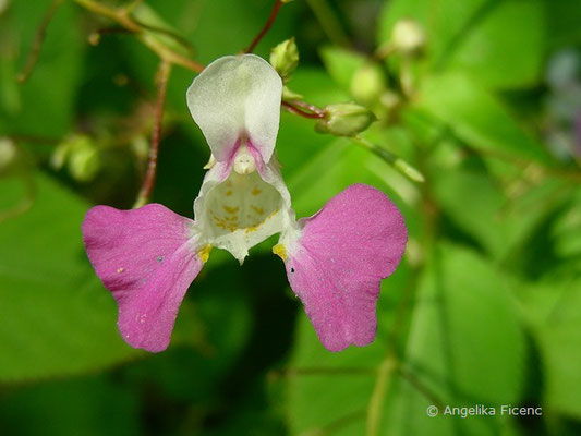 Impatiens balfourii - Balfour´s Springkraut  © Mag. Angelika Ficenc