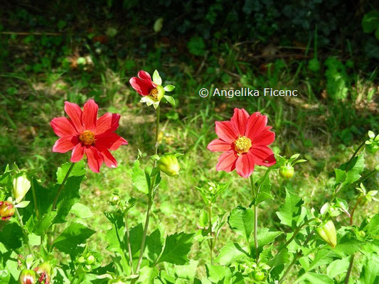 Dahlia pinnata  © Mag. Angelika Ficenc