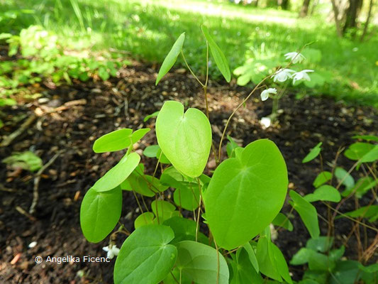 Epimedium diphyllum ssp. kitamuranum - Zweiblättrige Elefenblume, Wuchsform, Blätter  © Mag. Angelika Ficenc