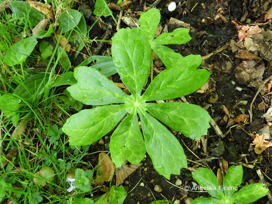 Podophyllum peltatum - Maiapfel, Laubblatt  © Mag. Angelika Ficenc