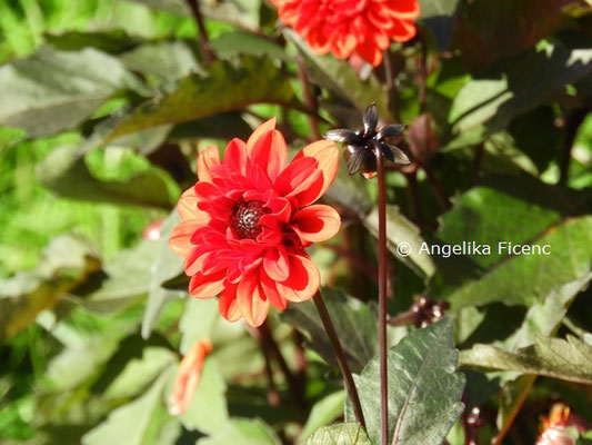 Dahlia "Rocquencourt"   © Mag. Angelika Ficenc