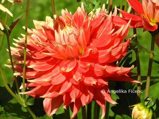 Dahlia "Donauturm"   © Mag. Angelika Ficenc