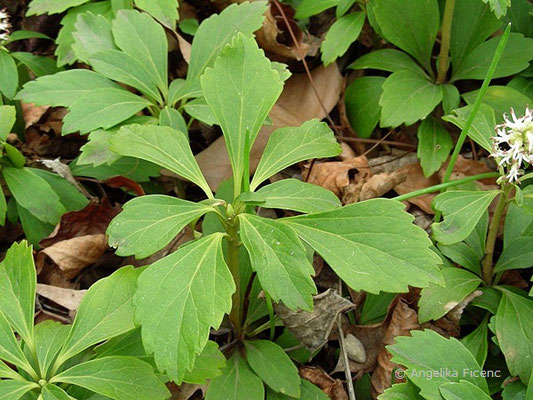 Pachysandra terminalis - Japanischer Ysander, Laubblätter  © Mag. Angelika Ficenc