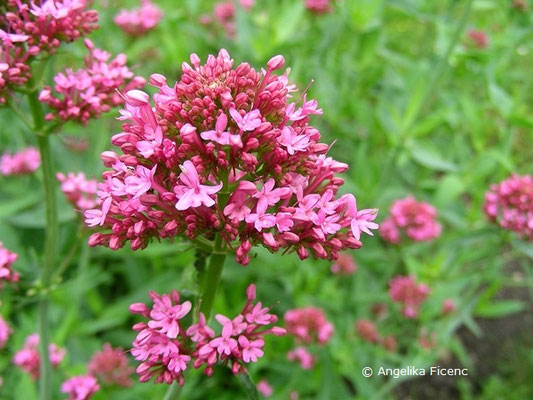 Kentranthus ruber - Spornblume  © Mag. Angelika Ficenc