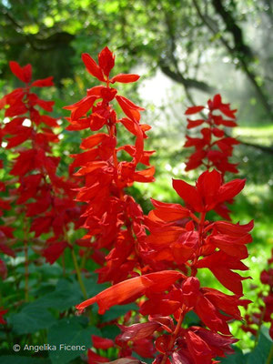 Salvia splendens - Pracht Salbei  © Mag. Angelika Ficenc