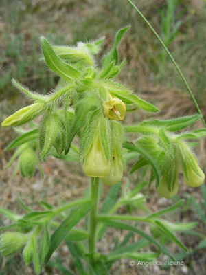 Omosma arenaria - Sand Lotwurz  © Mag. Angelika Ficenc