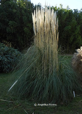 Cortaderia sellona  © Mag. Angelika Ficenc