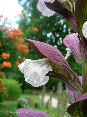 Acanthus mollis - Wahrer Bärenklau,  Blüten    © Angelika Ficenc