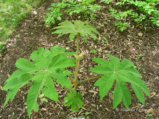 Tetrapanax papyrifer © Mag. Angelika Ficenc