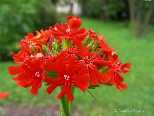 Lychnis calcedonia - Brennende Liebe  © Mag. Angelika Ficenc