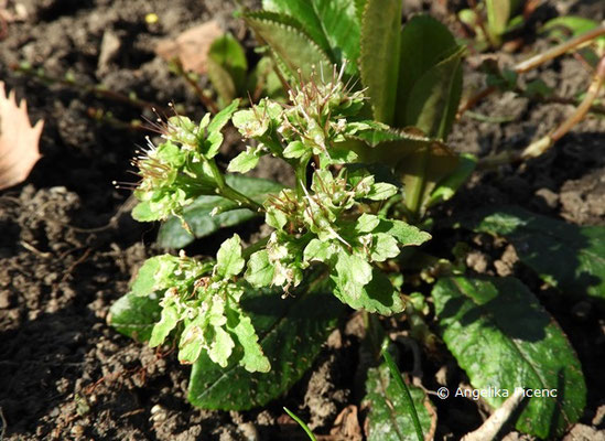 Chrysoplenium macrophylla - Milzkrauz  © Mag. Angelika Ficenc