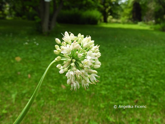 Allium senescens   © Mag. Angelika Ficenc