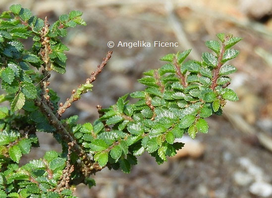 Ulmus parvifolia © Mag. Angelika Ficenc