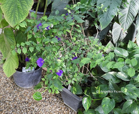 Thunbergia erecta  © Mag. Angelika Ficenc