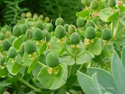 Euphorbia myrsinites - Walzen Wolfsmilch, © Mag. Angelika Ficenc