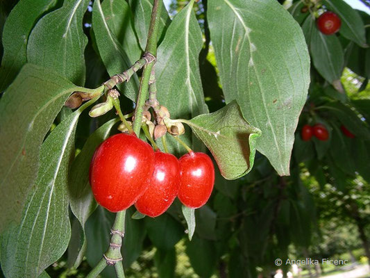 Cornus officinalis,     © Mag. Angelika Ficenc