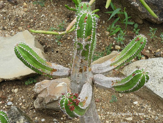 Euphorbia echinus   © Mag. Angelika Ficenc