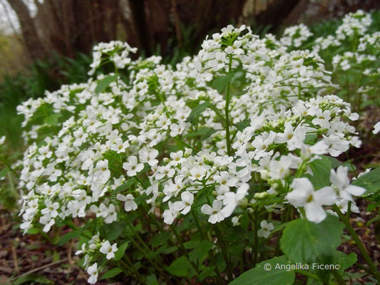 Pachxphragma macrophyllum - Scheinschaumkraut  © Mag. Angelika Ficenc