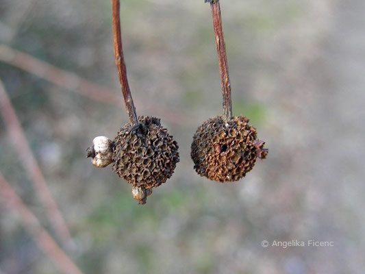 Cephalanthus occidentalis - Button Busch  © Mag. Angelika Ficenc