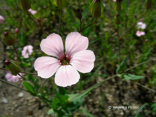 Vaccaria hispanica,   © Mag. Angelika Ficenc