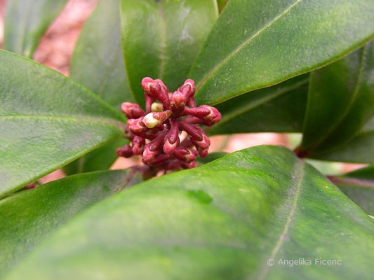 Skimmia japonica - Skimmie  © Mag. Angelika Ficenc