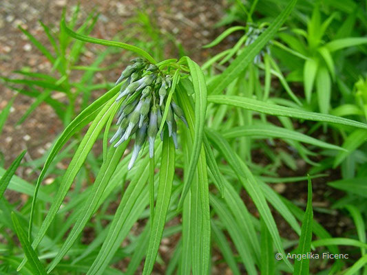 Amsonia hubrichtii - Amsonie, Blütenknospen  © Mag. Angelika Ficenc