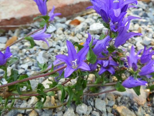 Campanula glomerata - Knäuel Glockenblume  © Mag. Angelika Ficenc