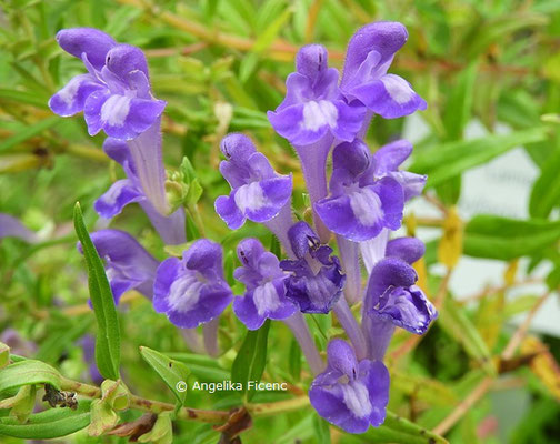 Scutellaria baicalensis  © Mag. Angelika Ficenc