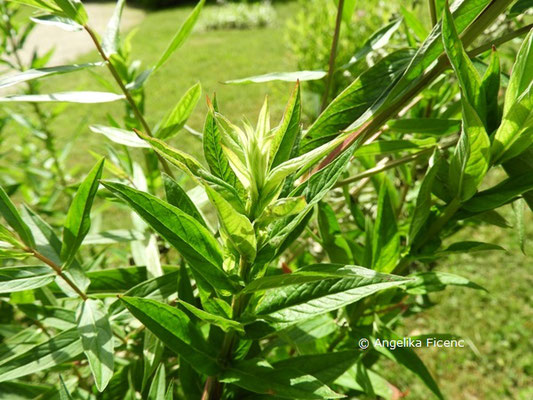 Lythrum salicaria L.   © Mag. Angelika Ficenc