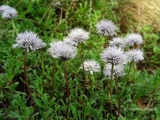 Globularia cordifolia - Herzblatt Kugelblume  © Mag. Angelika Ficenc