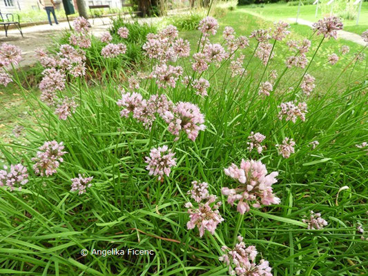 Allium angulosum  © Mag. Angelika Ficenc